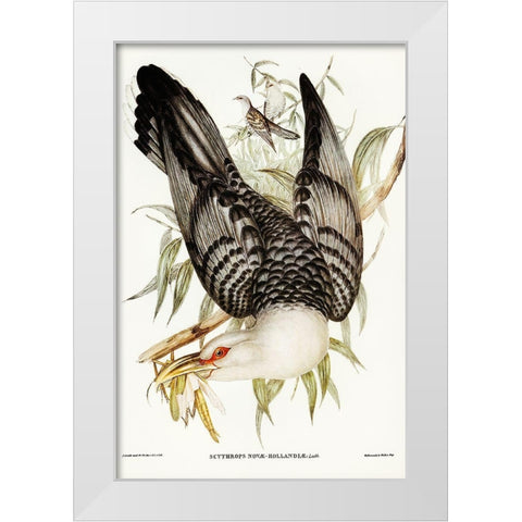 Channel Bill Cuckoo-Scythrops Novae-Hollandiae White Modern Wood Framed Art Print by Gould, John