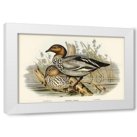 Maned Goose-Bernicla jubata White Modern Wood Framed Art Print by Gould, John