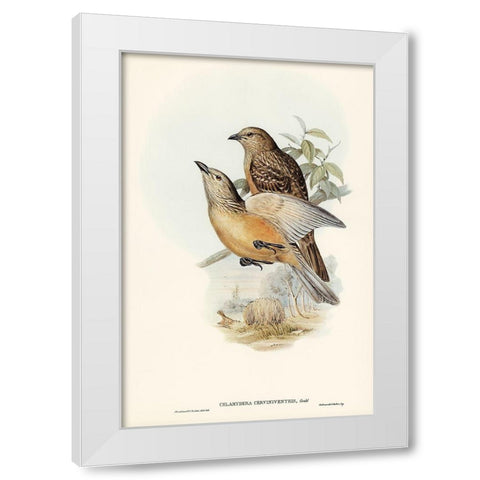 Fawn-breasted Bower-bird-Chlamydera cerviniventris White Modern Wood Framed Art Print by Gould, John