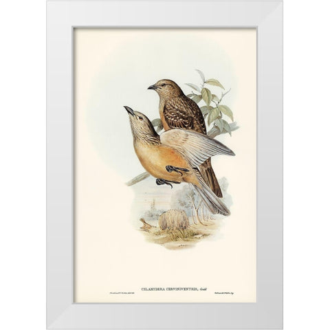 Fawn-breasted Bower-bird-Chlamydera cerviniventris White Modern Wood Framed Art Print by Gould, John