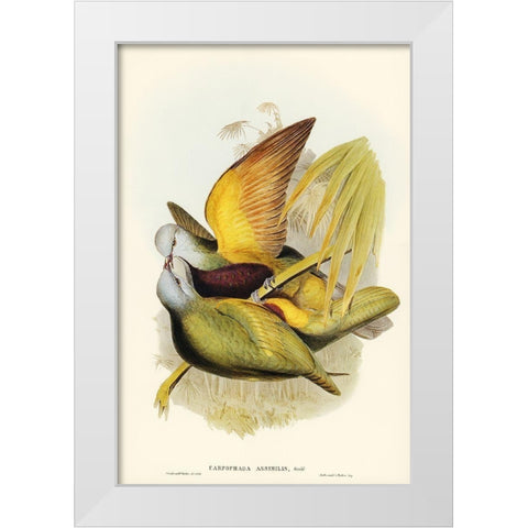 Allied Fruit-Pigeon-Carpophaga assimilis White Modern Wood Framed Art Print by Gould, John