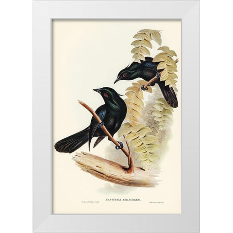 Keraudrens Crow-Shrike-Manucodia Keraudreni White Modern Wood Framed Art Print by Gould, John