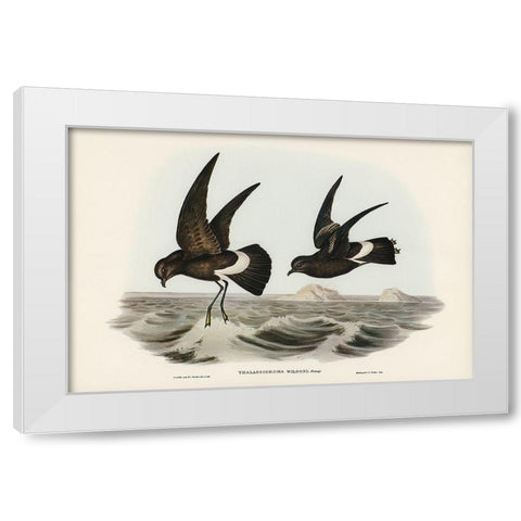 Wilsons Storm Petrel-Thalassidroma Wilsonii White Modern Wood Framed Art Print by Gould, John