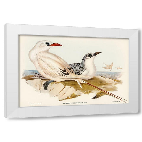 Red-tailed Tropic Bird-Phaeton phoenicurus White Modern Wood Framed Art Print by Gould, John