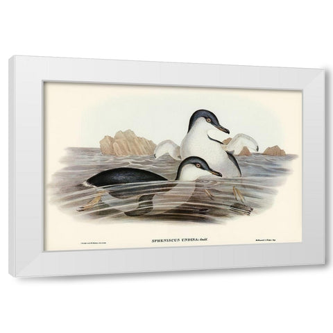 Fairy Penguin-Spheniscus undina White Modern Wood Framed Art Print by Gould, John