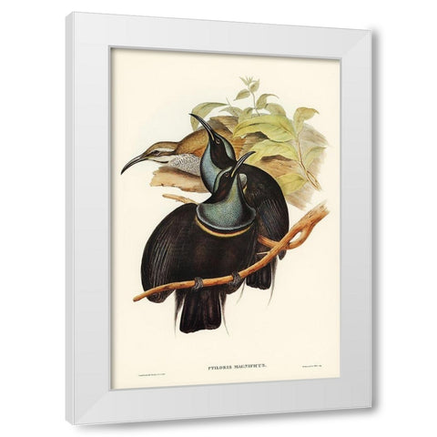 Magnificent Rifle-bird-Ptiloris magnifica White Modern Wood Framed Art Print by Gould, John