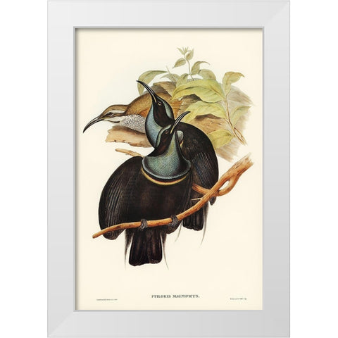 Magnificent Rifle-bird-Ptiloris magnifica White Modern Wood Framed Art Print by Gould, John