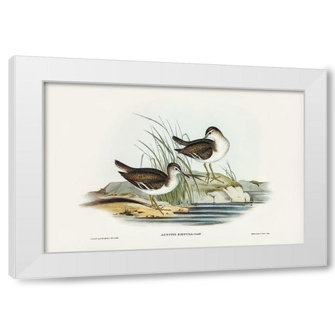 Fairy Sandpiper-Actitis empusa White Modern Wood Framed Art Print by Gould, John