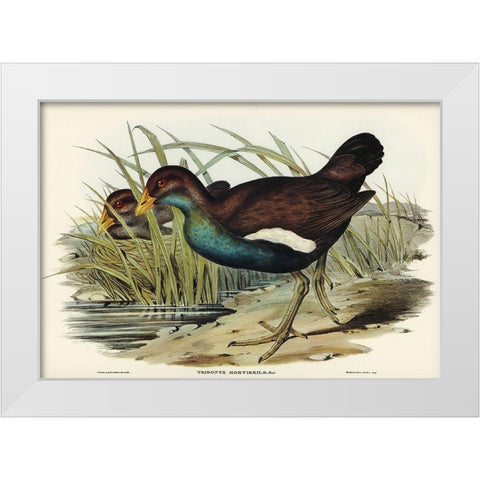 Tasmanian nativehen Mortiers Tribonyx-Tribonyx Mortieri White Modern Wood Framed Art Print by Gould, John