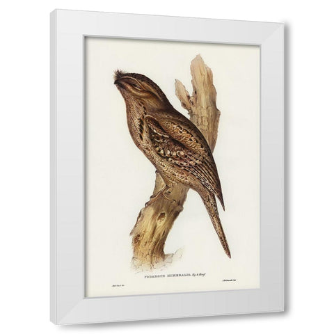 Tawny-shouldered Frogmouth-Podargus humerals White Modern Wood Framed Art Print by Gould, John