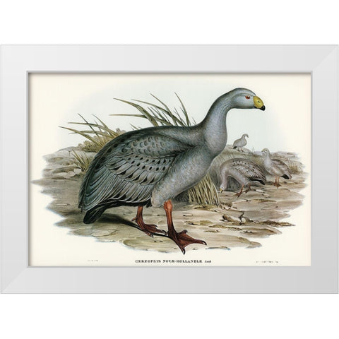 Cereopsis Goose-Cereopsis Novae-Hollandiae White Modern Wood Framed Art Print by Gould, John
