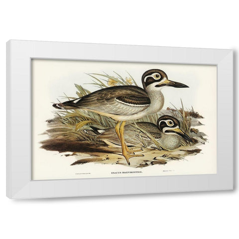 Large-billed Plover-Esacus magnirostris White Modern Wood Framed Art Print by Gould, John