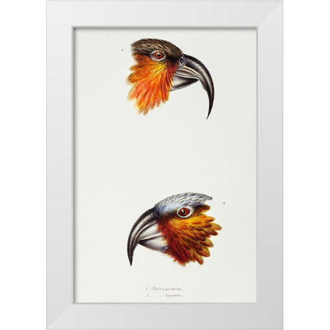 Norfolk kaka-Nestor productus and Kaka parrot-Nestor Hypopolius White Modern Wood Framed Art Print by Gould, John