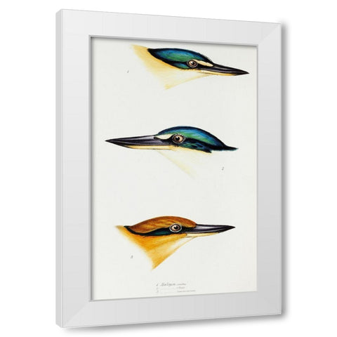 Sacred kingfisher-Collared kingfisher and Guam kingfisher White Modern Wood Framed Art Print by Gould, John