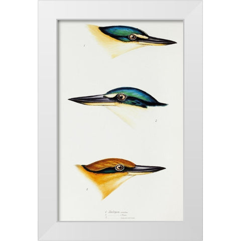 Sacred kingfisher-Collared kingfisher and Guam kingfisher White Modern Wood Framed Art Print by Gould, John
