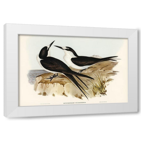 Sooty Tern-Onychoprion fuliginosus White Modern Wood Framed Art Print by Gould, John