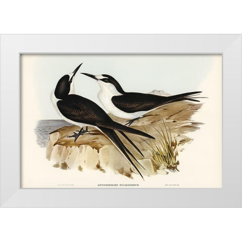 Sooty Tern-Onychoprion fuliginosus White Modern Wood Framed Art Print by Gould, John
