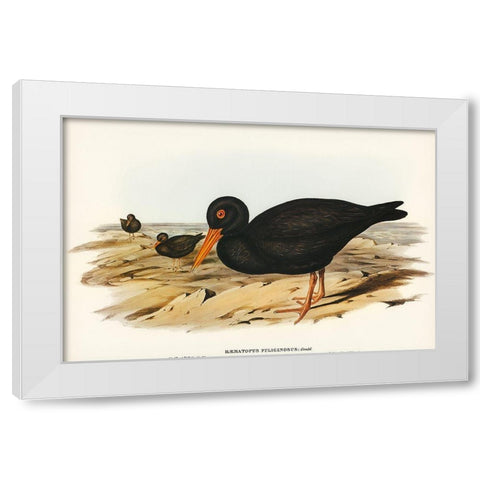 Sooty Oyster-Catcher-Haematopus fuliginosus White Modern Wood Framed Art Print by Gould, John