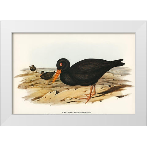 Sooty Oyster-Catcher-Haematopus fuliginosus White Modern Wood Framed Art Print by Gould, John