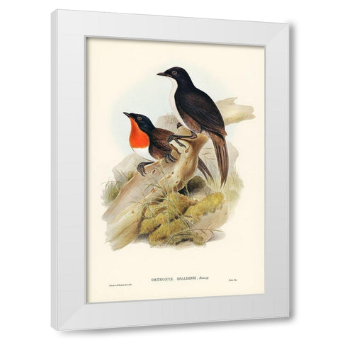 Spaldings orthonyx-Orthonyx Spaldingi White Modern Wood Framed Art Print by Gould, John