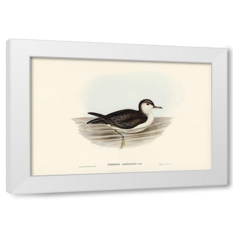 Allied Petrel-Puffinus assimilis White Modern Wood Framed Art Print by Gould, John
