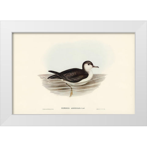 Allied Petrel-Puffinus assimilis White Modern Wood Framed Art Print by Gould, John