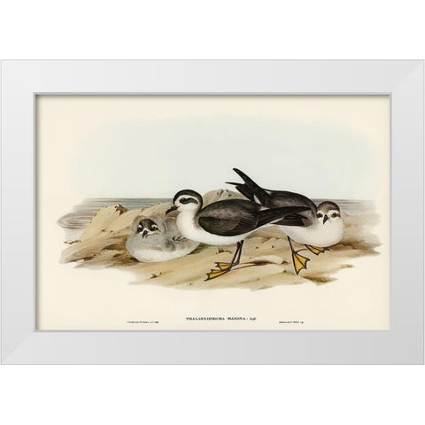 White-faced Storm Petrel-Thalassidroma marina White Modern Wood Framed Art Print by Gould, John