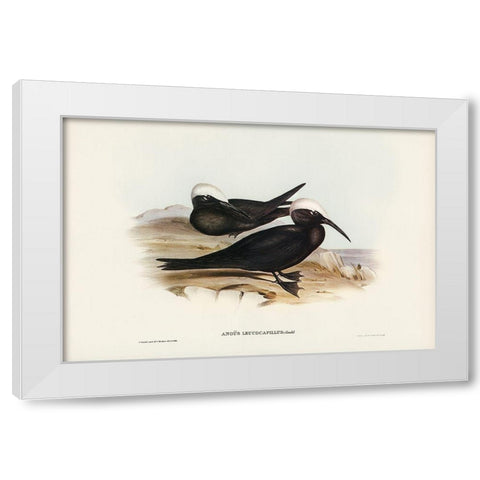 White-capped Tern-Anous leucocapillus White Modern Wood Framed Art Print by Gould, John