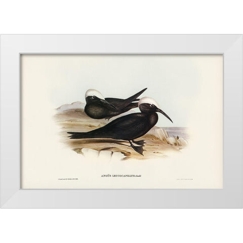 White-capped Tern-Anous leucocapillus White Modern Wood Framed Art Print by Gould, John