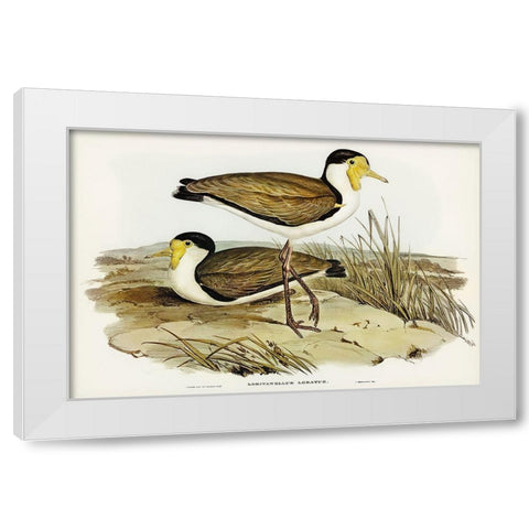 Wattle Pewit-Lobivanellus lobatus White Modern Wood Framed Art Print by Gould, John