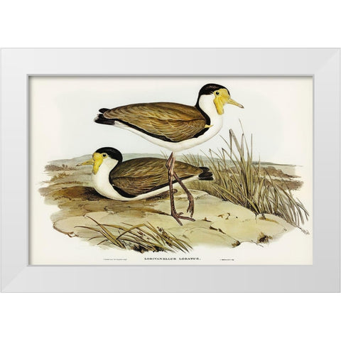 Wattle Pewit-Lobivanellus lobatus White Modern Wood Framed Art Print by Gould, John