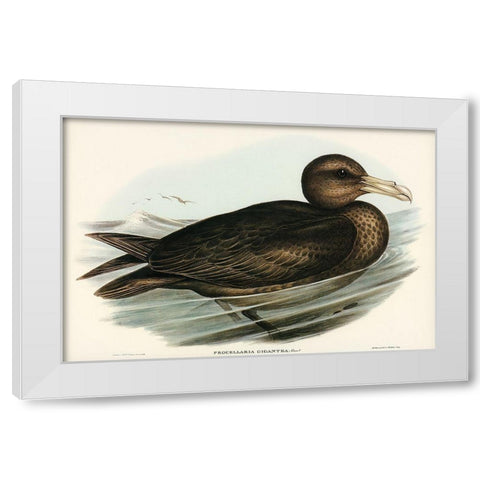 Giant Petrel-Procellaria gigantea White Modern Wood Framed Art Print by Gould, John