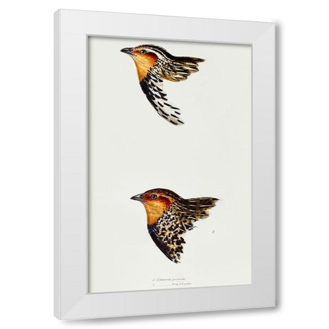 Stubble Quail and New Zealand quail White Modern Wood Framed Art Print by Gould, John