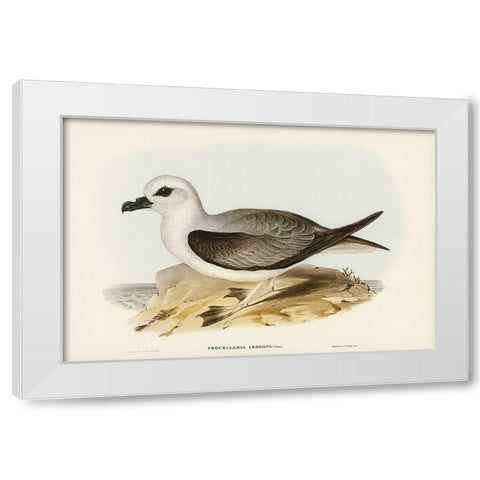 White-headed Petrel-Procellaria Lessonii White Modern Wood Framed Art Print by Gould, John