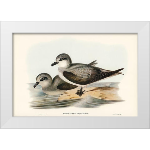 Soft-plumaged Petrel-Procellaria mollis White Modern Wood Framed Art Print by Gould, John