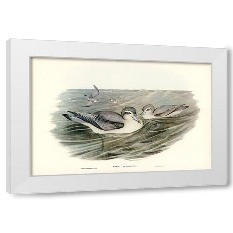 Broad-billed Prion-Prion vittatus White Modern Wood Framed Art Print by Gould, John