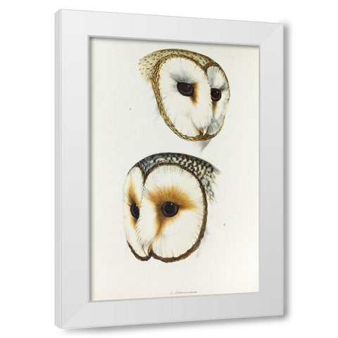 Delicate Owl-Strix delicatulus and Ring-eyed Owl-Strix cyclops White Modern Wood Framed Art Print by Gould, John