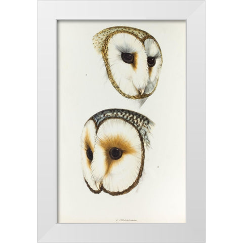 Delicate Owl-Strix delicatulus and Ring-eyed Owl-Strix cyclops White Modern Wood Framed Art Print by Gould, John