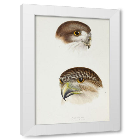 Boobook-Athene fortis and Powerful owl-Athene strenua White Modern Wood Framed Art Print by Gould, John