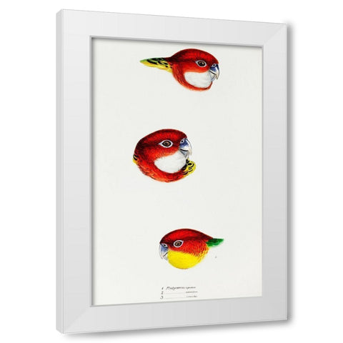 Fiery Parrakeet-Eastern rosella and Western rosella White Modern Wood Framed Art Print by Gould, John