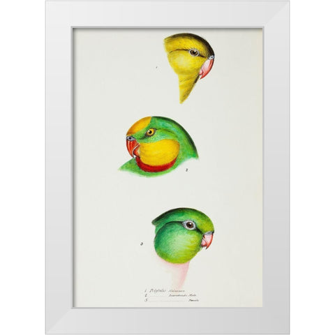 Regent Parrot and Superb parrot White Modern Wood Framed Art Print by Gould, John
