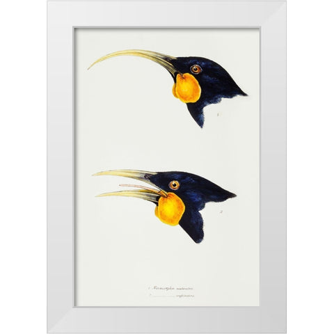 Huia-female and Huia-male White Modern Wood Framed Art Print by Gould, John