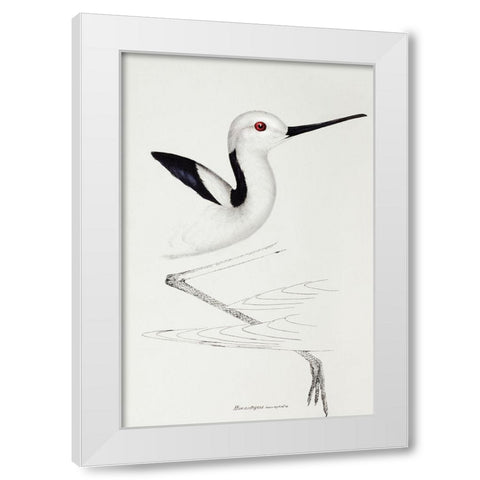 White-headed stilt-Himantopus leucocephalus White Modern Wood Framed Art Print by Gould, John