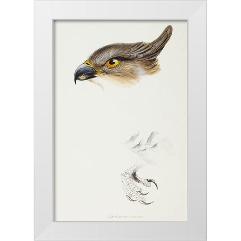 The Pacific Baza-Lepidogenys subcristatus White Modern Wood Framed Art Print by Gould, John
