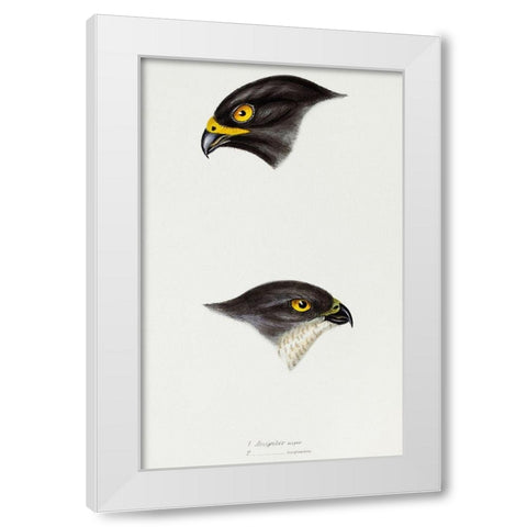 Black sparrow hawk and Collared sparrow Hawk White Modern Wood Framed Art Print by Gould, John