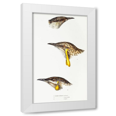 Wattle bird-Red wattlebird and Western wattlebird White Modern Wood Framed Art Print by Gould, John