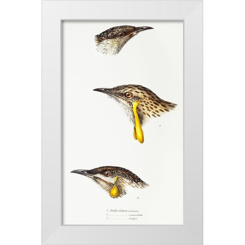 Wattle bird-Red wattlebird and Western wattlebird White Modern Wood Framed Art Print by Gould, John