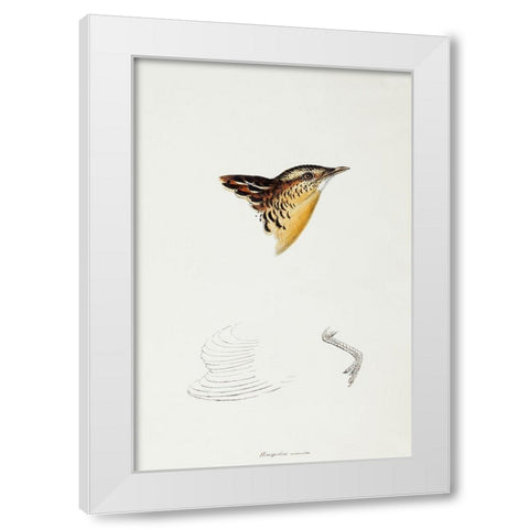 Black-backed Buttonquail-Hemipodius Melanotus White Modern Wood Framed Art Print by Gould, John