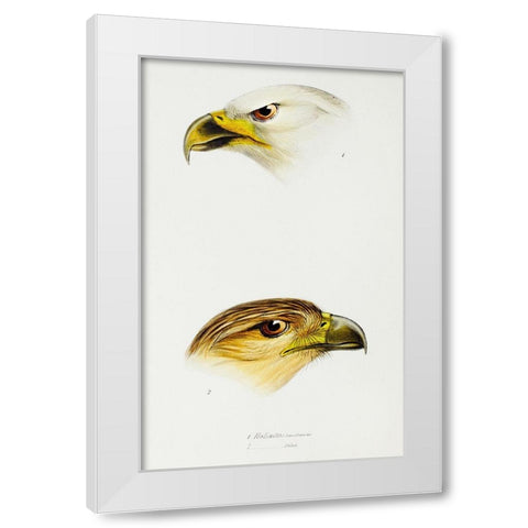 White-breasted sea-eagle and Little eagle White Modern Wood Framed Art Print by Gould, John
