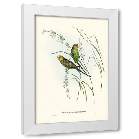 Warbling Grass-Parakeet-Melopsittacus undulatus White Modern Wood Framed Art Print by Gould, John